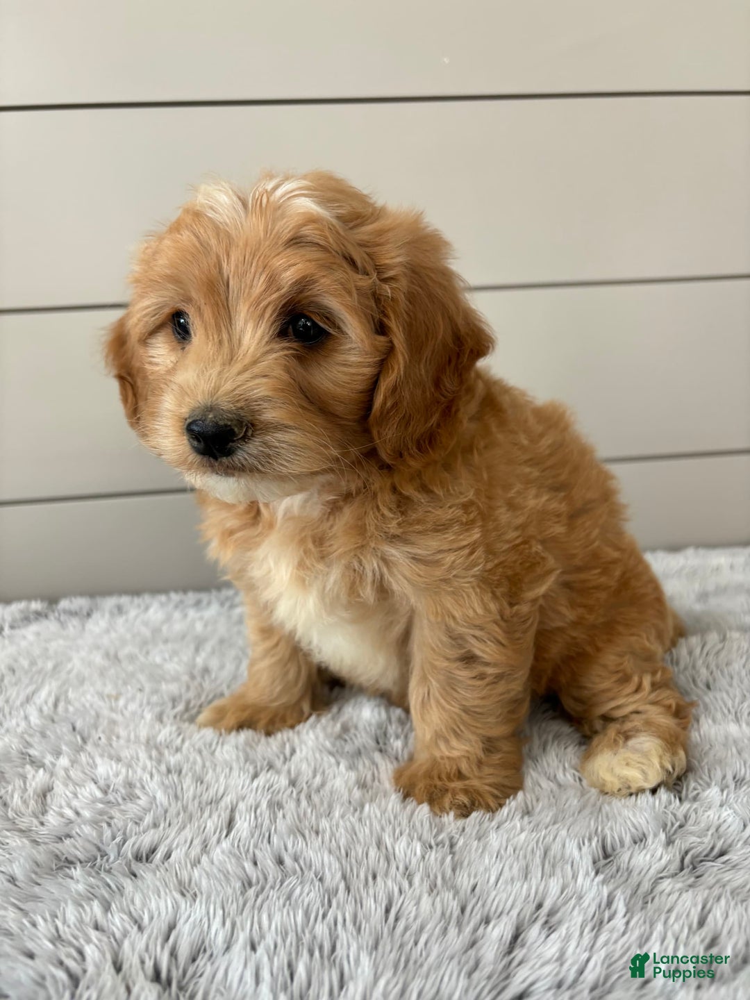  dogs for sale: Mini Goldendoodle 7 puppies - Image 5