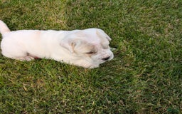 Mini Hippo dogs for sale: Casey - Image 13