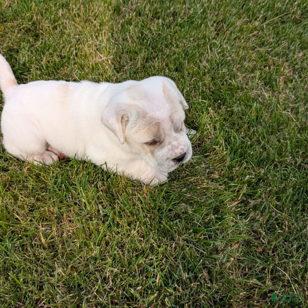 Mini Hippo dogs for sale: Casey - Image 13