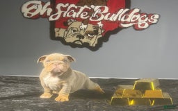 English Bulldog dogs for sale: Sky - Image 7
