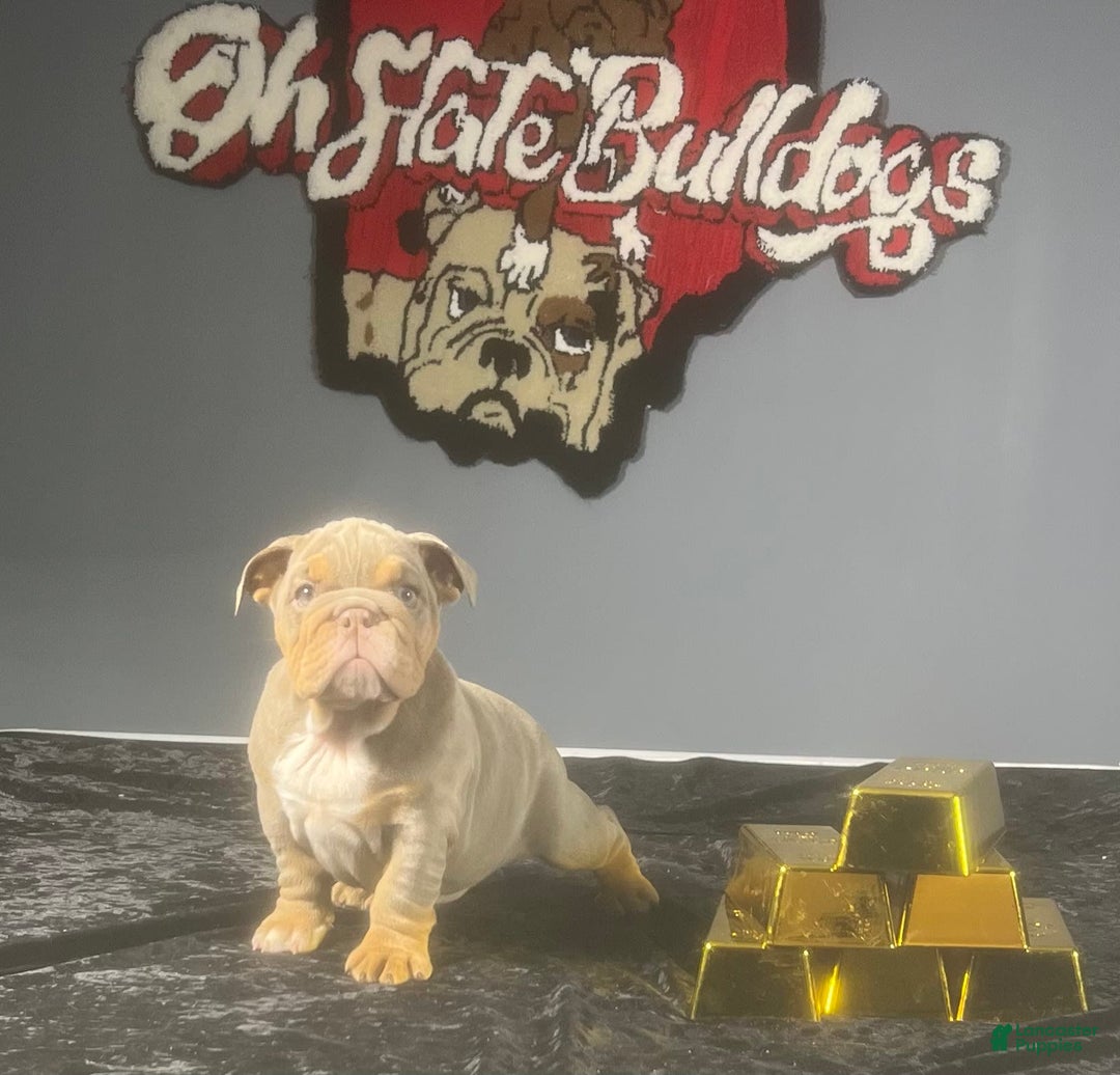 English Bulldog dogs for sale: Sky - Image 7