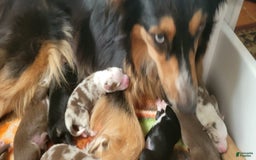 Australian Shepherd dogs for sale: Red Merle Female - Image 3