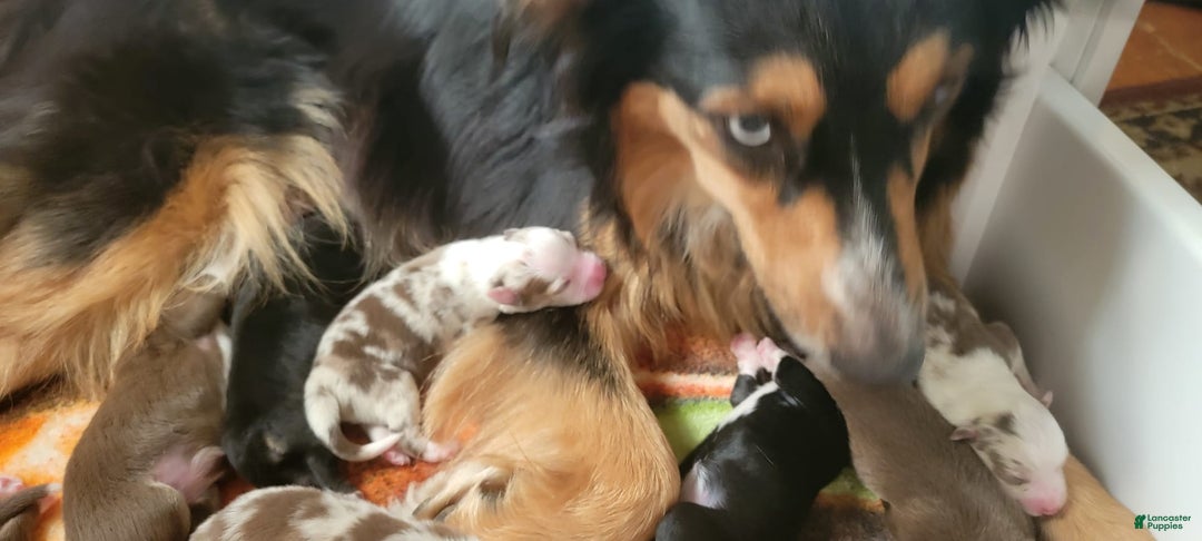 Australian Shepherd dogs for sale: Red Merle Female - Image 3