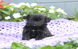 Chipoo dogs for sale: Willow - Image 3