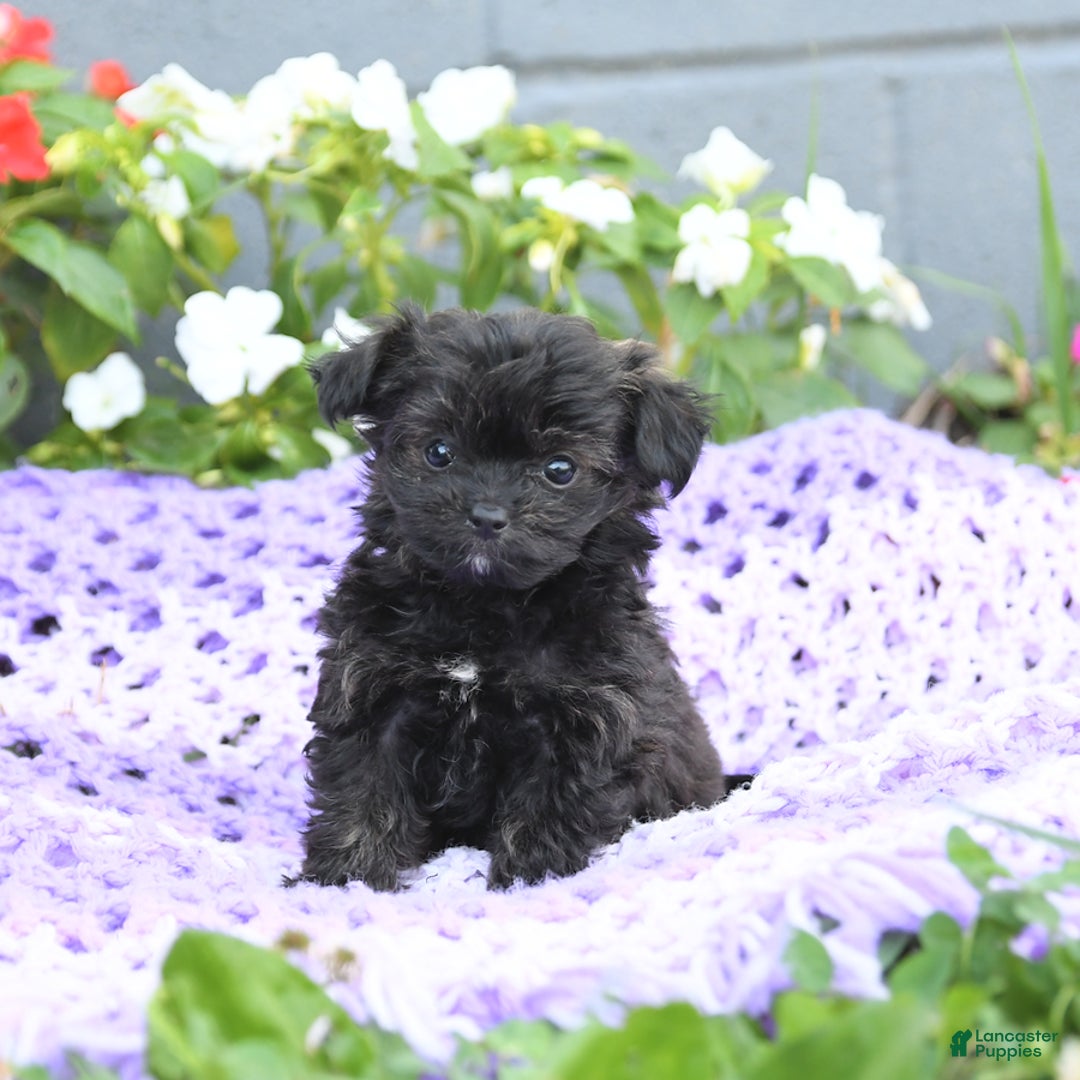 Chipoo dogs for sale: Willow - Image 3