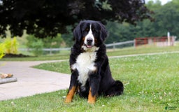 Bernese Mountain Dog dogs for sale: Anson - Image 12