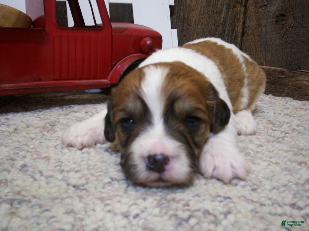 Cavachon dogs for sale: Boots - Image 6