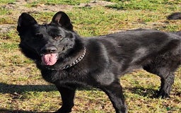 German Shepherd dogs for sale: Frankie - Image 5