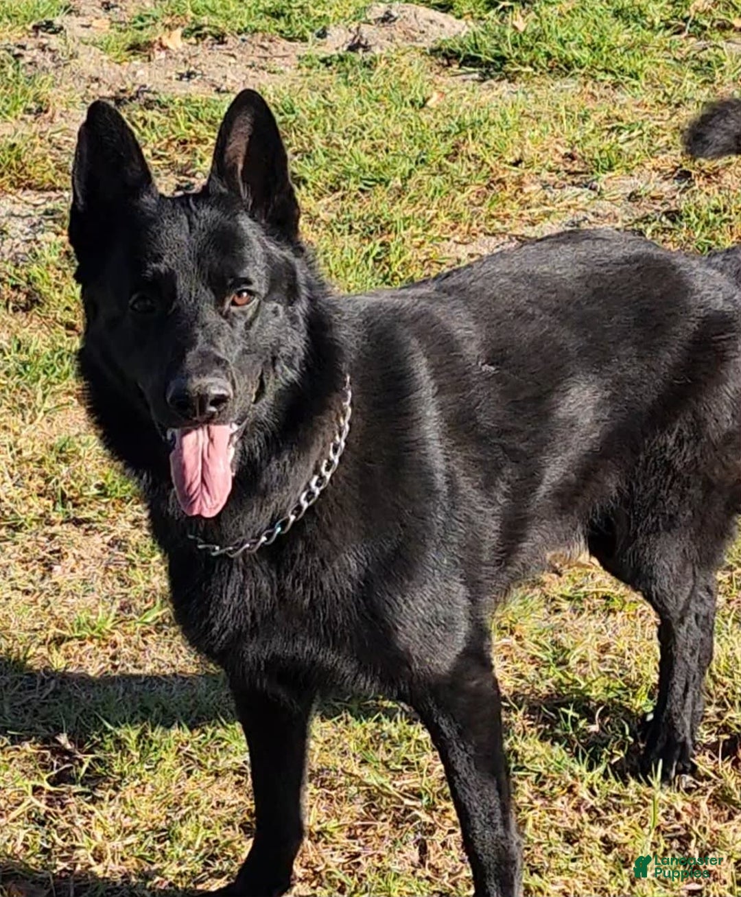 German Shepherd dogs for sale: Frankie - Image 5