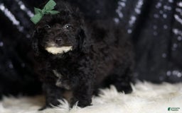 Miniature Poodle dogs for sale: Tate - Image 3