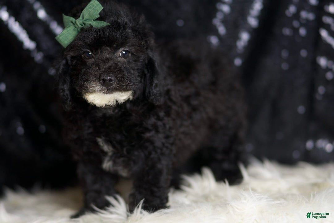 Miniature Poodle dogs for sale: Tate - Image 3