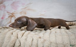 Miniature Dachshund dogs for sale: Duke - Image 9