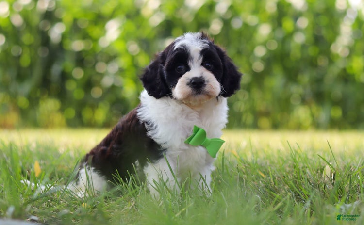 Cavapoo dogs for sale - Ad 4