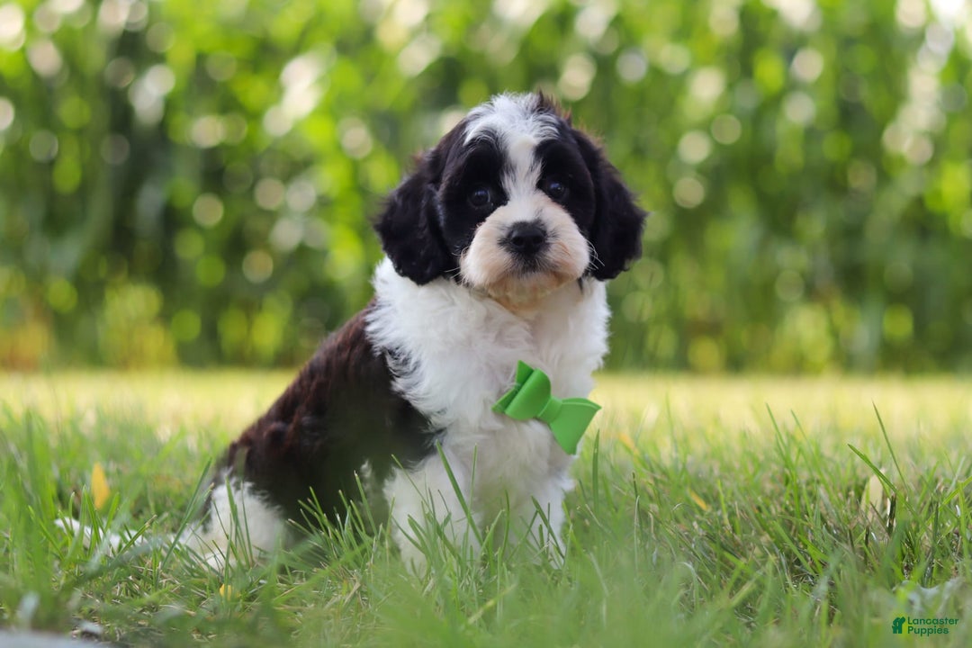 Cavapoo dogs for sale: Austin - Image 3