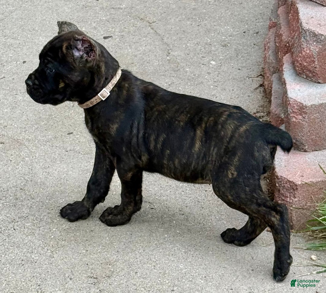 Cane Corso dogs for sale: Bonnie - Image 15