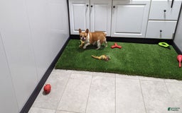 French Bulldog dogs for sale: Robo - Image 7