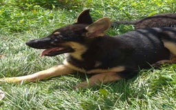 German Shepherd dogs for sale: Heidi - Image 10