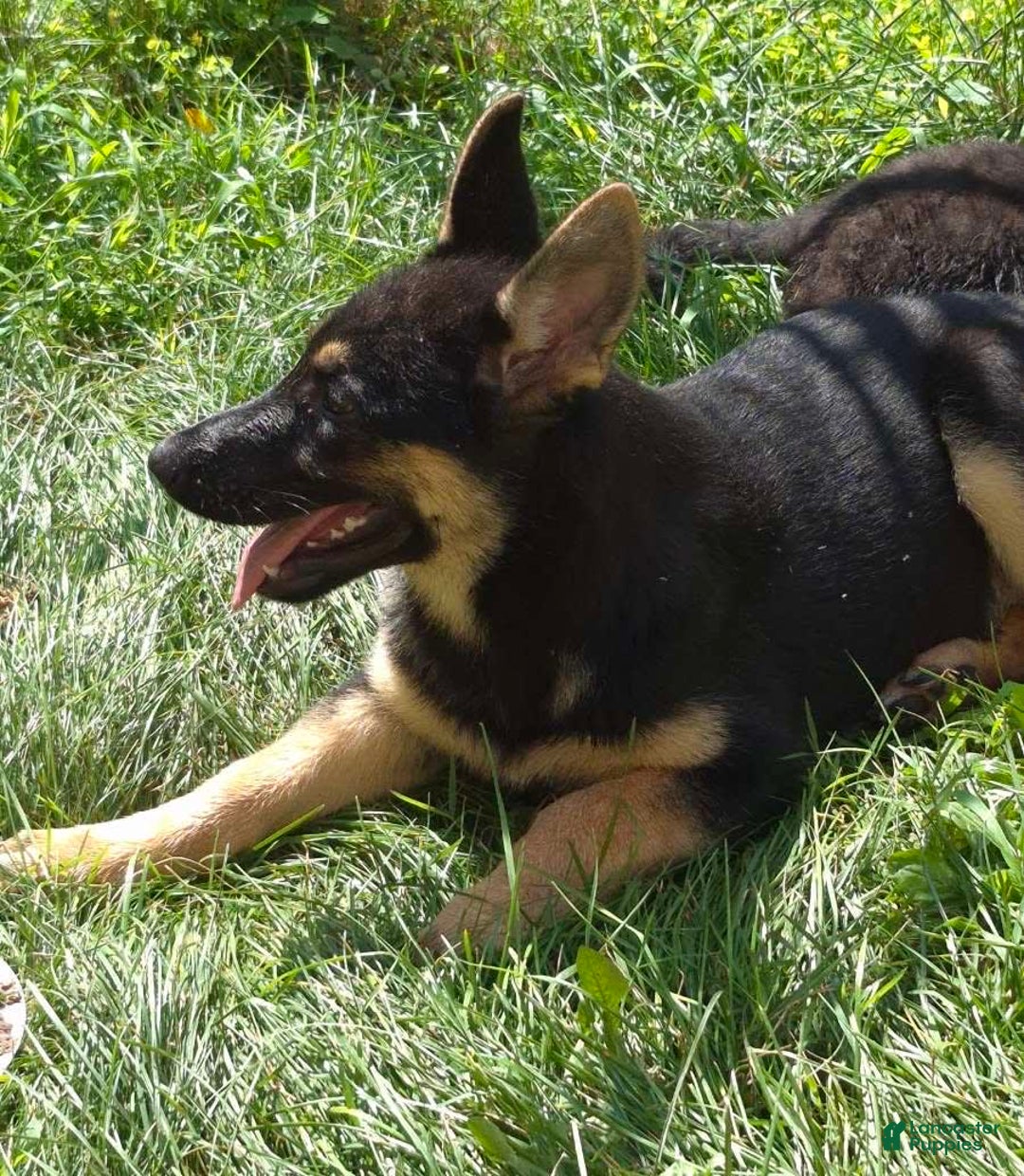 German Shepherd dogs for sale: Heidi - Image 10