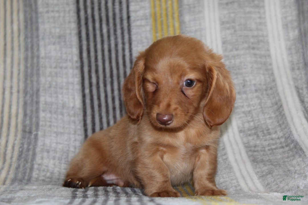 Miniature Dachshund dogs for sale: Zack - Image 7