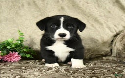 Bernese Mountain Dog dogs for sale: Falcon - Image 5