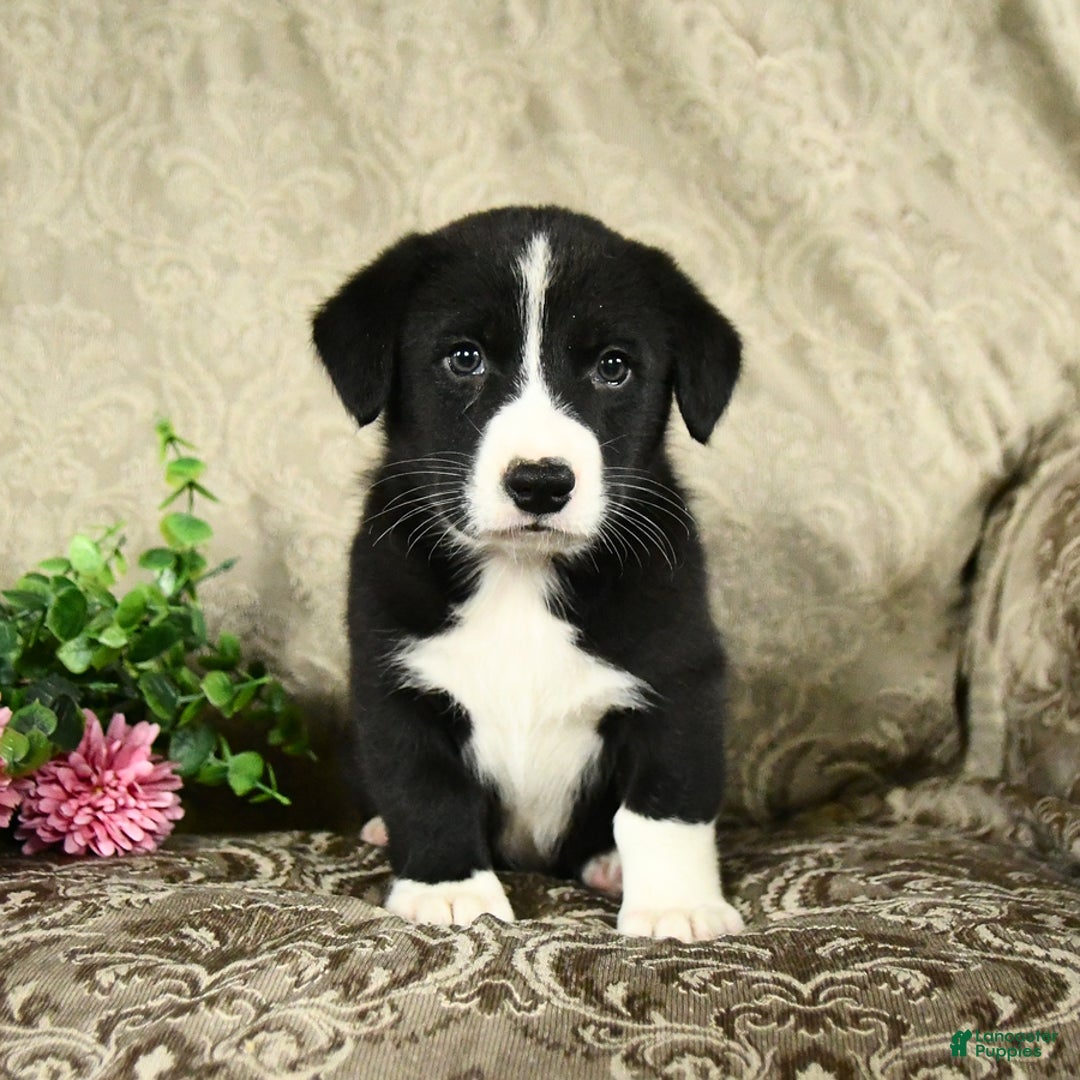 Bernese Mountain Dog dogs for sale: Falcon - Image 5