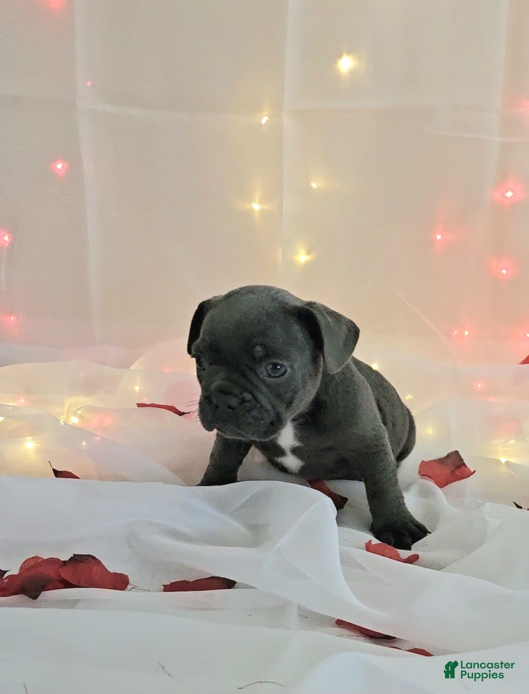 French Bulldog dogs for sale: French Bulldog 5 puppies - Image 11