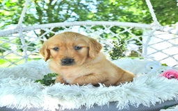 Golden Retriever dogs for sale: Addelyn - Image 4