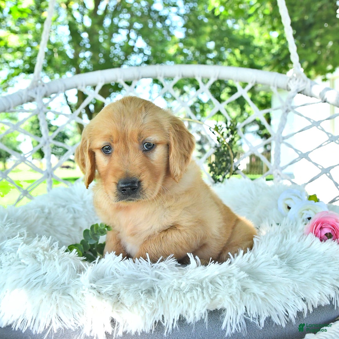 Golden Retriever dogs for sale: Addelyn - Image 4