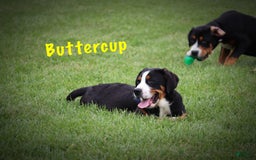 Greater Swiss Mountain Dog dogs for sale: Buttercup - Image 10