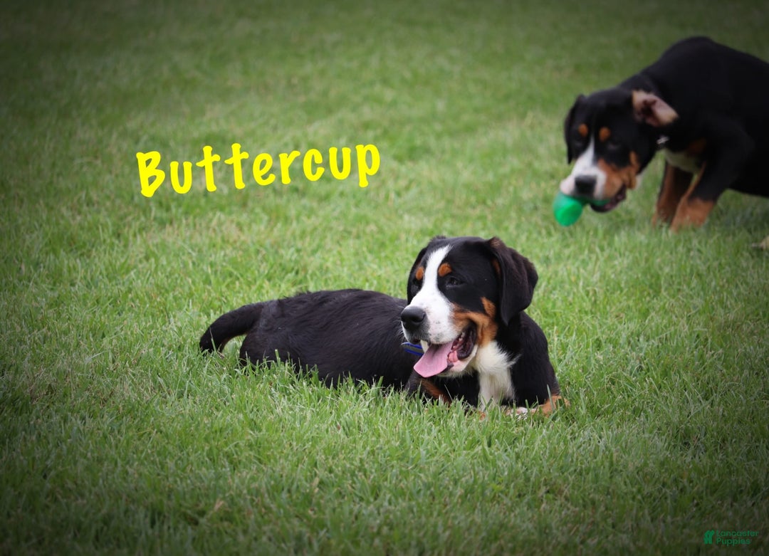 Greater Swiss Mountain Dog dogs for sale: Buttercup - Image 10