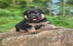 German Shepherd dogs for sale: Kira - Image 13