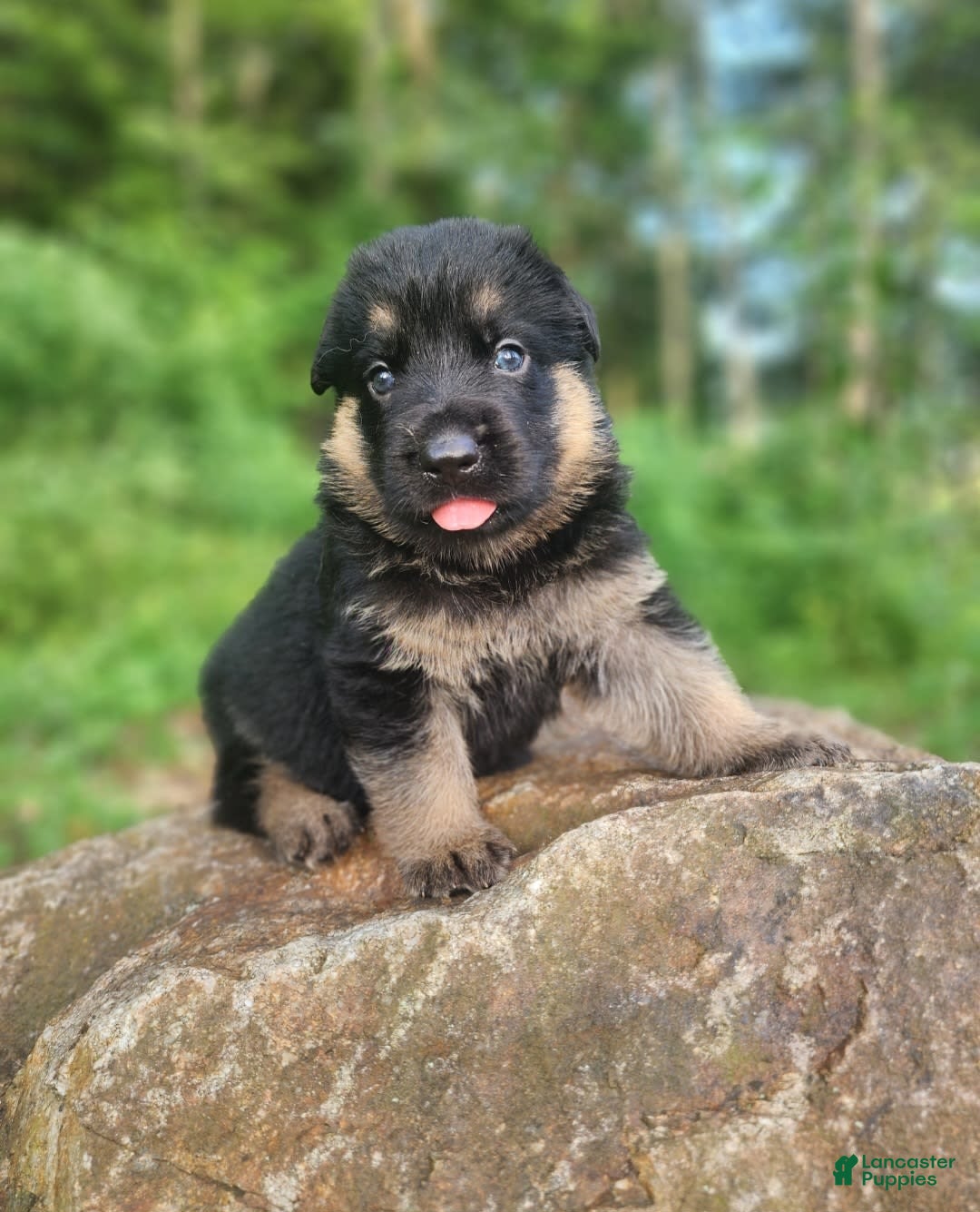 German Shepherd dogs for sale: Kira - Image 13