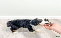 Mini Bernedoodle dogs for sale: Archer - Image 2