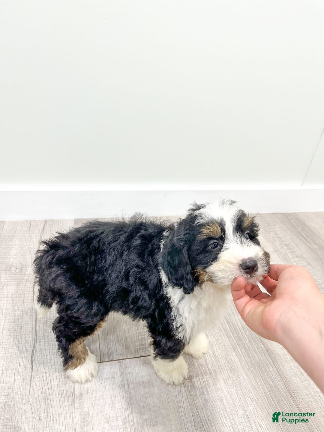 Mini Bernedoodle dogs for sale: Archer - Image 2