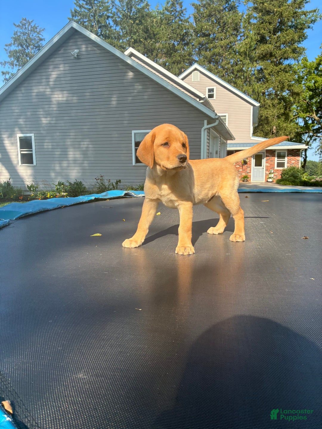 Labrador Retriever dogs for sale: Labrador Retriever 5 puppies - Image 1