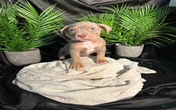 American Bully dogs for sale: Tweety Bird - Image 12