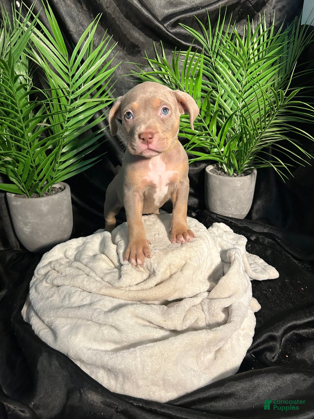 American Bully dogs for sale: Tweety Bird - Image 12