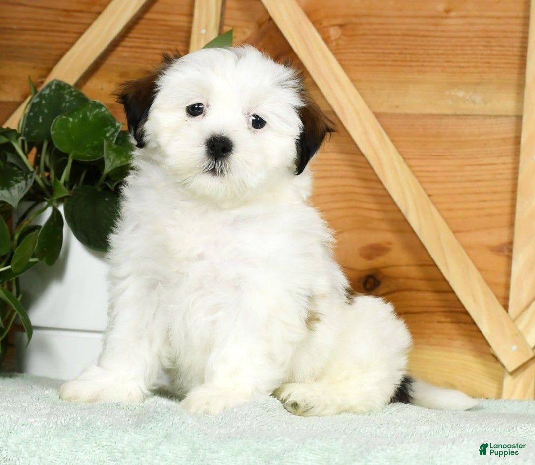 Teddy Bear dogs for sale: Wren - Image 3