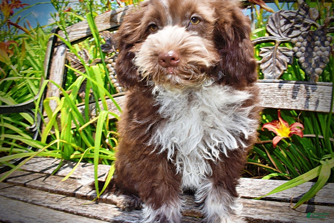 Havapoo dogs for sale: Valor - Image 20