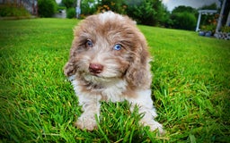 Havapoo dogs for sale: Bambam - Image 6