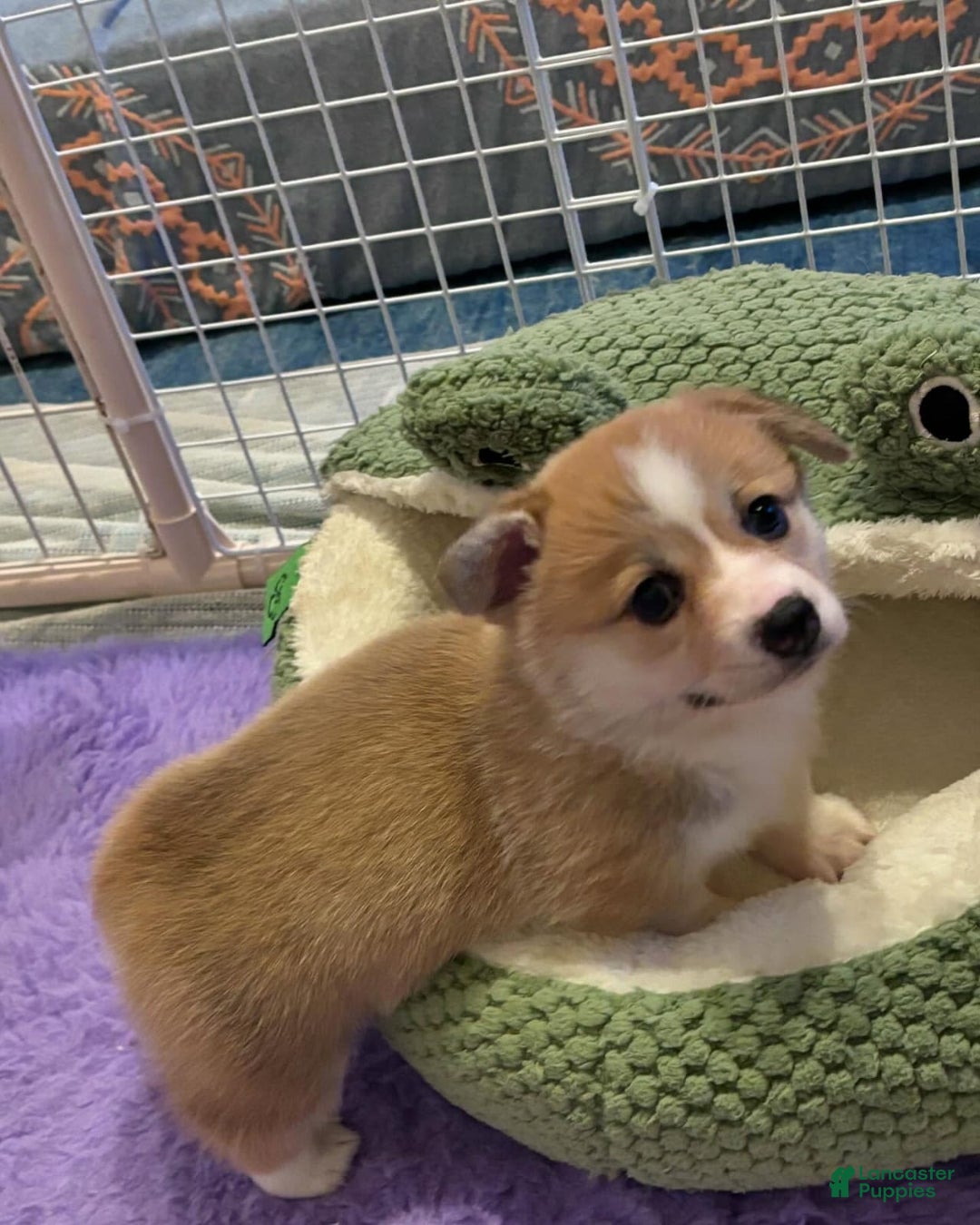 Welsh Corgi Pembroke dogs for sale: Mika - Image 6