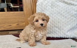 Maltipoo dogs for sale: Sissy - Image 3
