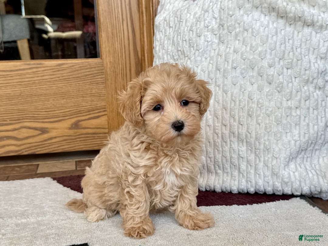 Maltipoo dogs for sale: Sissy - Image 3