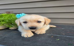Labrador Retriever dogs for sale: Summer - Image 1