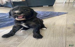 Bernedoodle dogs for sale: Baby Chocolate - Image 4