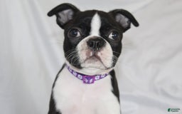 Boston Terrier dogs for sale: Knoxx - Image 2