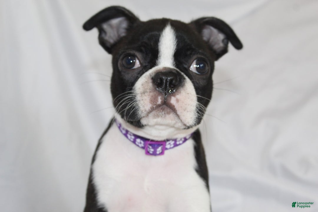 Boston Terrier dogs for sale: Knoxx - Image 2