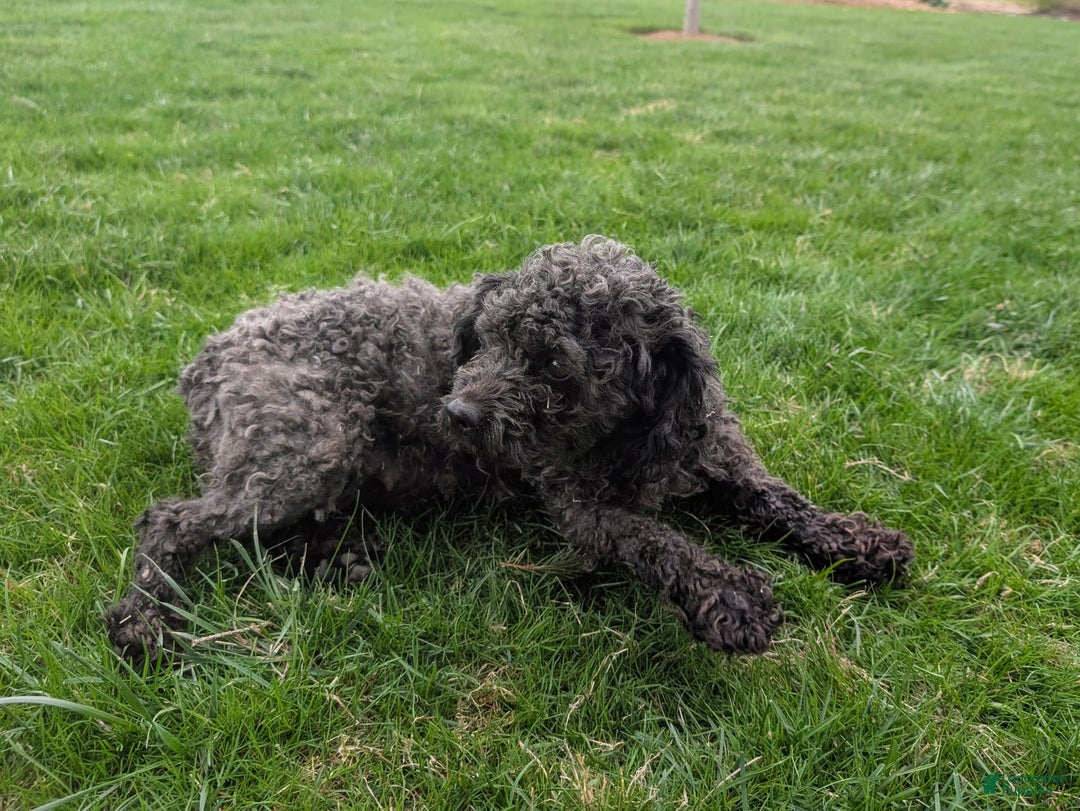 Yorkiepoo dogs for sale: Trista - Image 6