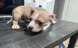 American Bully dogs for sale: Jack - Image 5