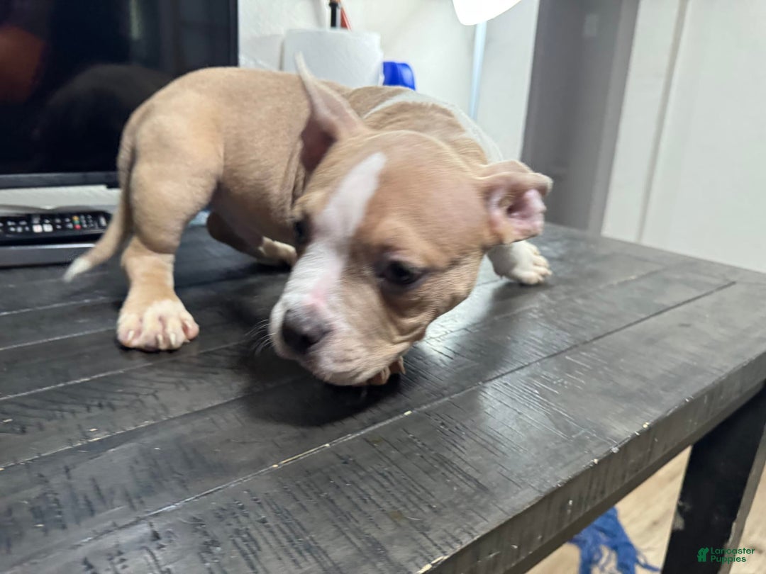 American Bully dogs for sale: Jack - Image 5